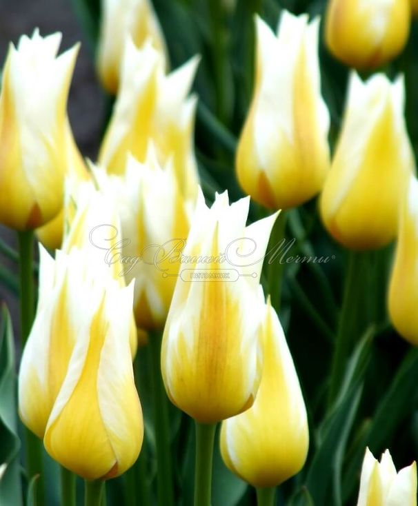 Тюльпан Будлайт (Tulipa Budlight) — фото 2