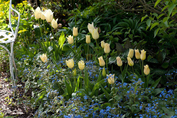 Тюльпан Будлайт (Tulipa Budlight) — фото 3