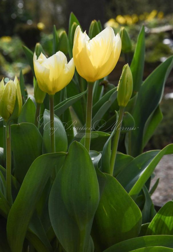 Тюльпан Будлайт (Tulipa Budlight) — фото 4