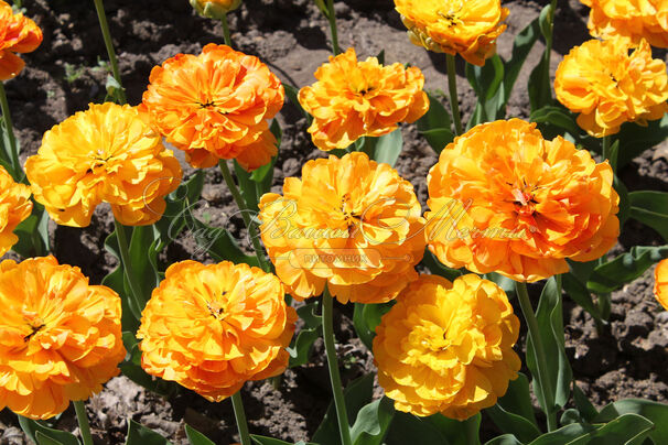 Тюльпан Бьюти оф Апельдорн (Tulipa Beauty of Apeldoorn) — фото 2