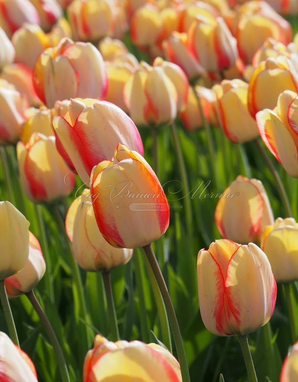 Тюльпан Бьюти оф Спринг (Tulipa Beauty of Spring) — фото 2