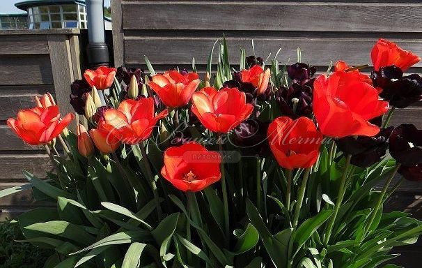 Тюльпан Вальсроде (Tulipa Walsrode) — фото 2