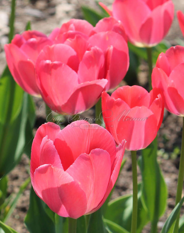 Тюльпан Ван Эйк (Tulipa Van Eijk) — фото 2