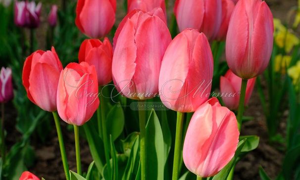 Тюльпан Ван Эйк (Tulipa Van Eijk) — фото 3