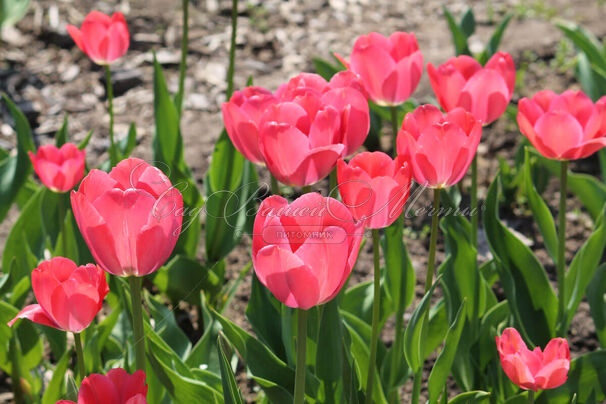 Тюльпан Ван Эйк (Tulipa Van Eijk) — фото 4