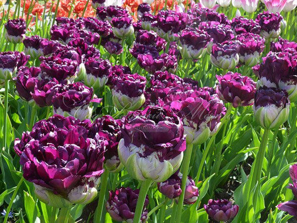 Тюльпан Вау (Tulipa Wow) — фото 4
