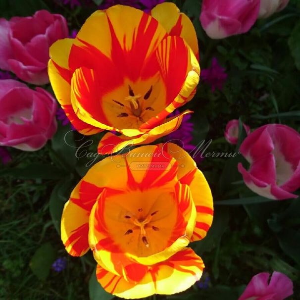 Тюльпан Вашингтон (Tulipa Washington) — фото 2