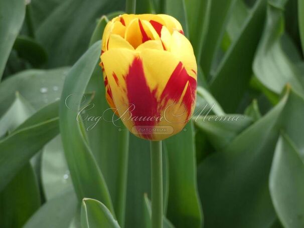 Тюльпан Вашингтон (Tulipa Washington) — фото 4