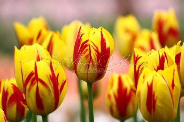 Тюльпан Вашингтон (Tulipa Washington) — фото 6