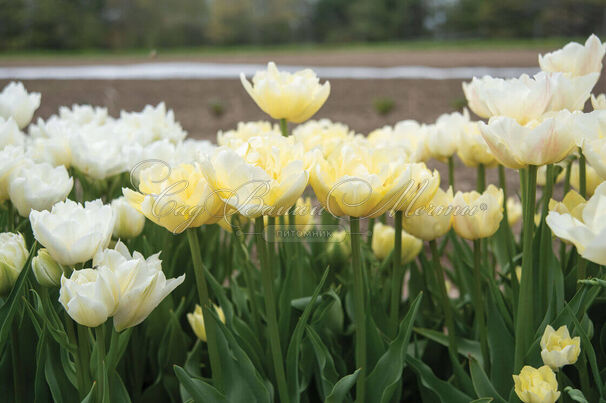 Тюльпан Верона (Tulipa Verona) — фото 3