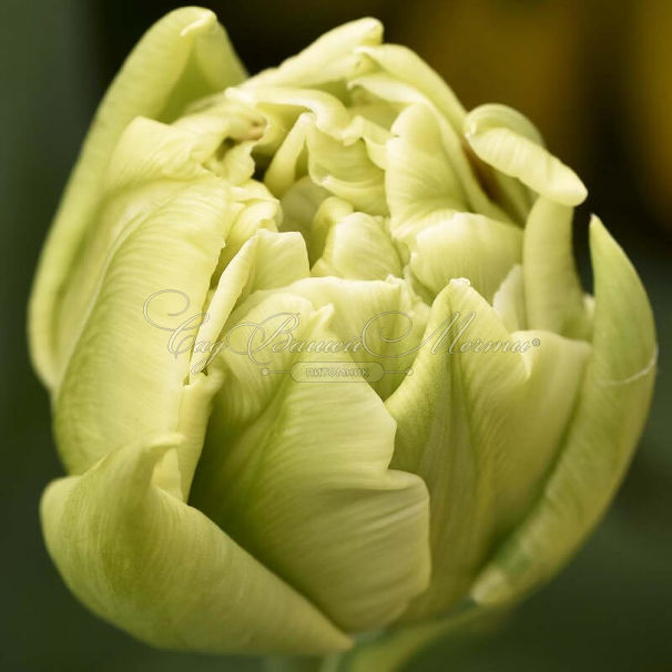 Тюльпан Верона (Tulipa Verona) — фото 4