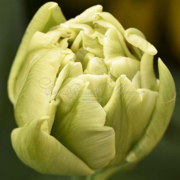 Тюльпан Верона (Tulipa Verona) — фото 4