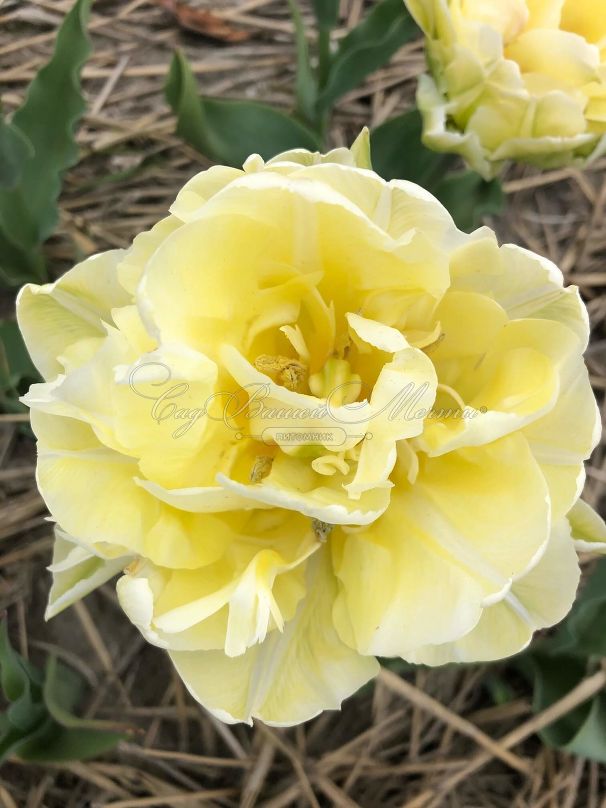 Тюльпан Верона (Tulipa Verona) — фото 5