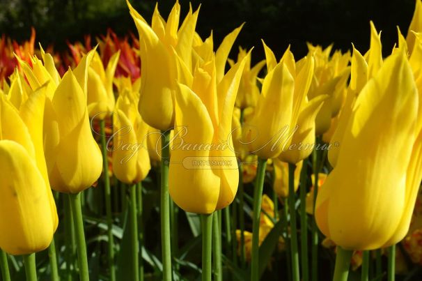 Тюльпан Вест Пойнт (Tulipa West Point) — фото 4