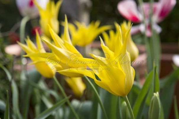 Тюльпан Вест Пойнт (Tulipa West Point) — фото 5