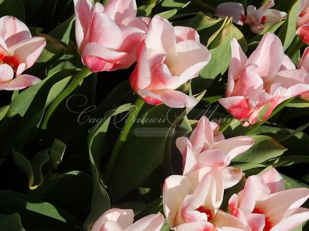 Тюльпан Виллем ван дер Аккер (Tulipa Willem van den Akker) — фото 2