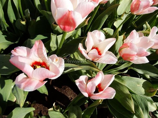 Тюльпан Виллем ван дер Аккер (Tulipa Willem van den Akker) — фото 3