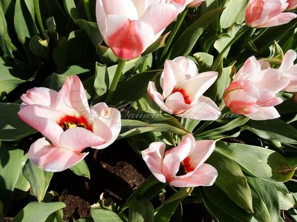 Тюльпан Виллем ван дер Аккер (Tulipa Willem van den Akker) — фото 3