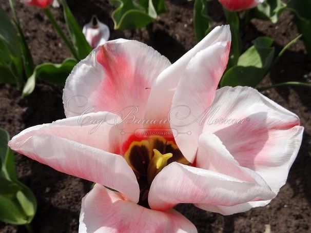 Тюльпан Виллем ван дер Аккер (Tulipa Willem van den Akker) — фото 4