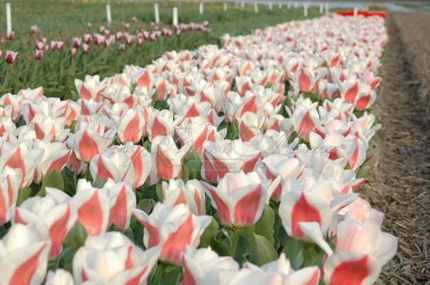 Тюльпан Виллем ван дер Аккер (Tulipa Willem van den Akker) — фото 5