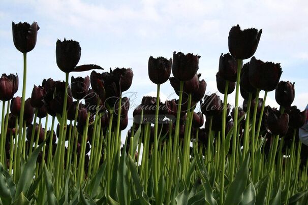 Тюльпан Винсент ван Гог (Tulipa Vincent Van Gogh) — фото 2