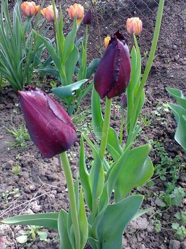 Тюльпан Винсент ван Гог (Tulipa Vincent Van Gogh) — фото 5