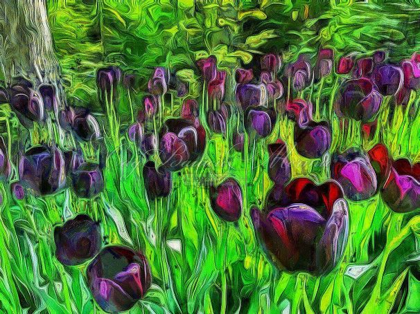 Тюльпан Винсент ван Гог (Tulipa Vincent Van Gogh) — фото 9
