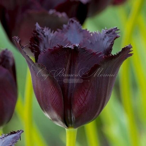 Тюльпан Винсент ван Гог (Tulipa Vincent Van Gogh) — фото 12