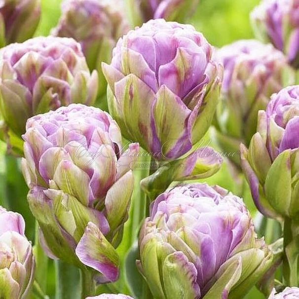 Тюльпан Виолет Пранаа (Tulipa Violet Pranaa) — фото 2