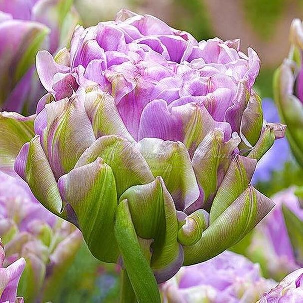 Тюльпан Виолет Пранаа (Tulipa Violet Pranaa) — фото 4