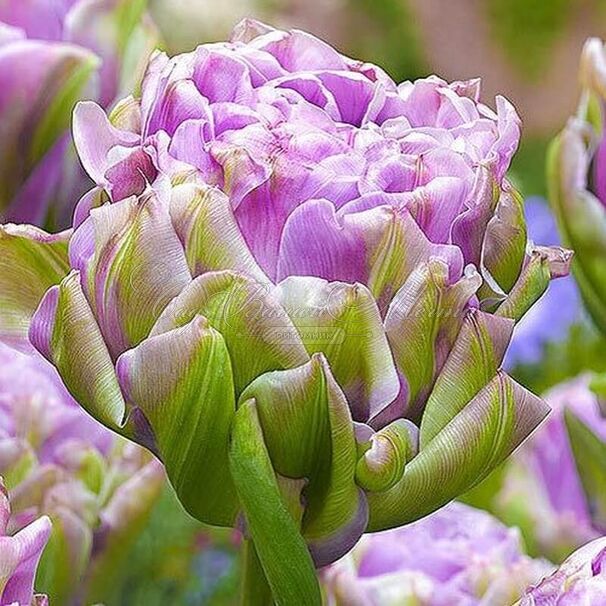 Тюльпан Виолет Пранаа (Tulipa Violet Pranaa) — фото 4