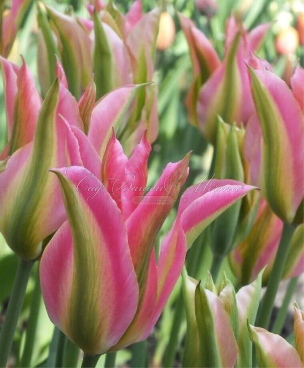 Тюльпан Виришик (Tulipa Virichic) — фото 2
