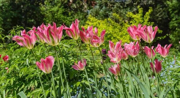 Тюльпан Виришик (Tulipa Virichic) — фото 4