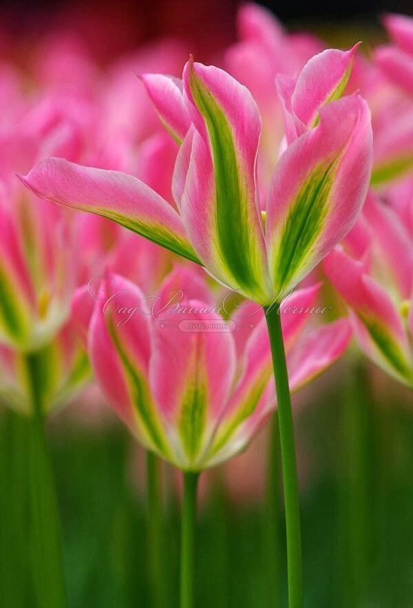 Тюльпан Виришик (Tulipa Virichic) — фото 5