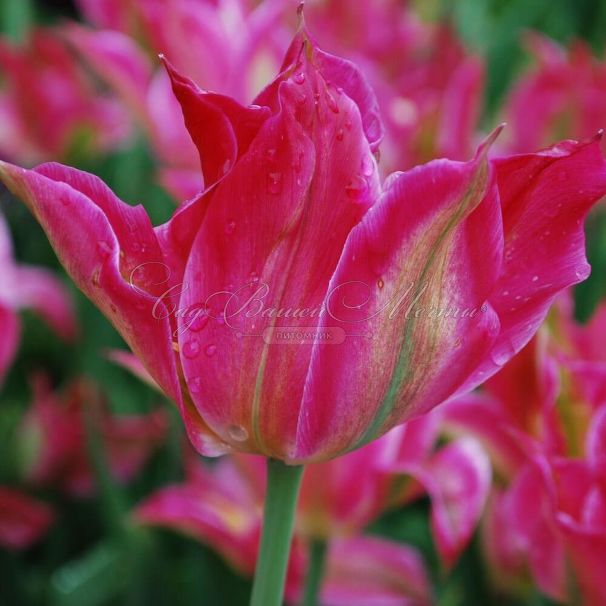 Тюльпан Виришик (Tulipa Virichic) — фото 6