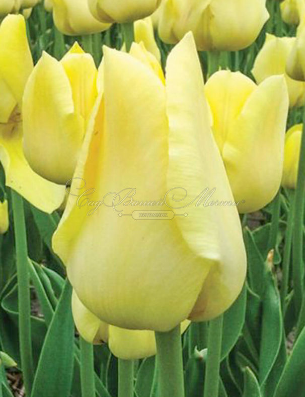 Тюльпан Ворлд Френдшип (Tulipa World Friendship) — фото 2