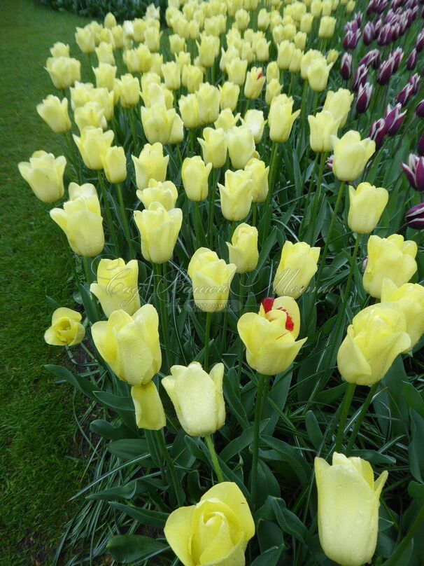 Тюльпан Ворлд Френдшип (Tulipa World Friendship) — фото 3