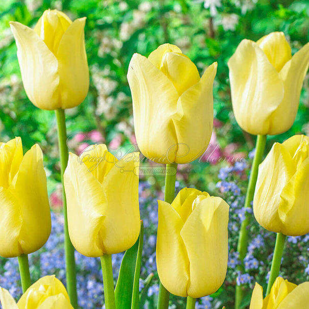 Тюльпан Ворлд Френдшип (Tulipa World Friendship) — фото 4