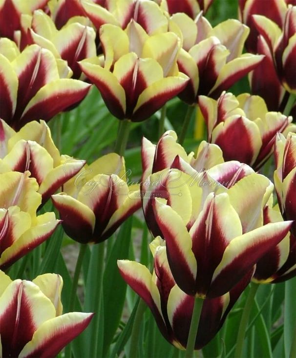 Тюльпан Гавота (Tulipa Gavota) — фото 3