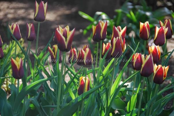 Тюльпан Гавота (Tulipa Gavota) — фото 4