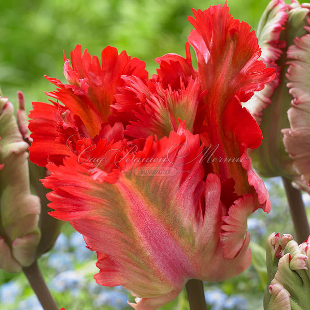 Тюльпан Гарден Файр (Tulipa Garden Fire) — фото 2