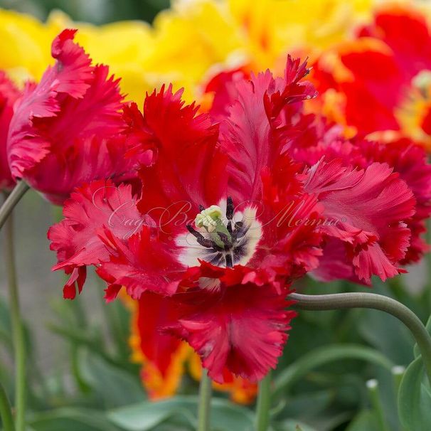 Тюльпан Гарден Файр (Tulipa Garden Fire) — фото 3