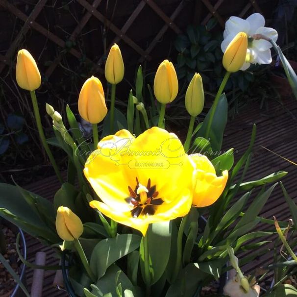 Тюльпан Голден Апельдорн (Tulipa Golden Apeldoorn) — фото 2
