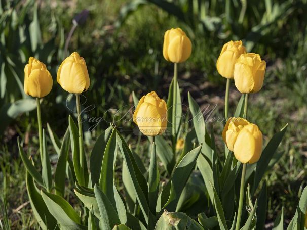 Тюльпан Голден Апельдорн (Tulipa Golden Apeldoorn) — фото 3