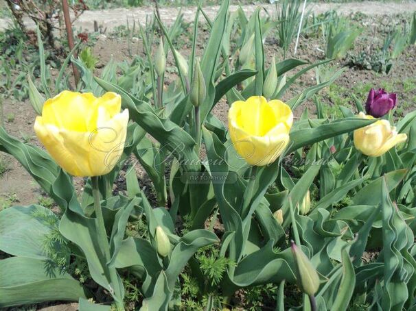 Тюльпан Голден Апельдорн (Tulipa Golden Apeldoorn) — фото 4