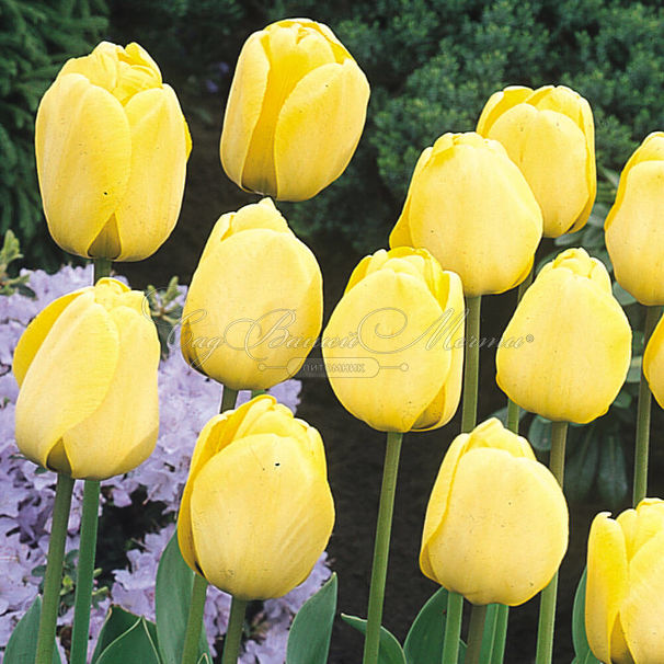 Тюльпан Голден Апельдорн (Tulipa Golden Apeldoorn) — фото 5