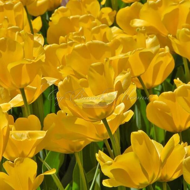 Тюльпан Голден Апельдорн (Tulipa Golden Apeldoorn) — фото 6