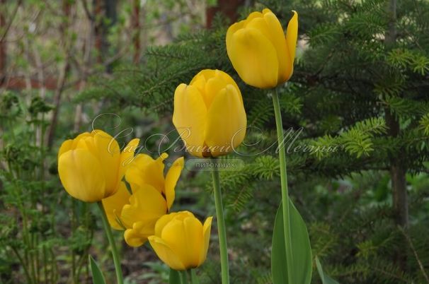 Тюльпан Голден Апельдорн (Tulipa Golden Apeldoorn) — фото 7