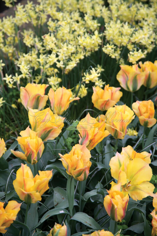 Тюльпан Голден Артист (Tulipa Golden Artist) — фото 2