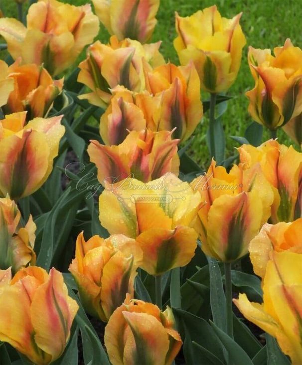 Тюльпан Голден Артист (Tulipa Golden Artist) — фото 3
